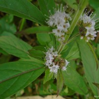 Mentha arvensis L.